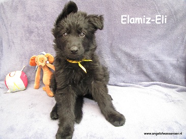 Elamiz-Eli, zwarte ODH reu van 7 weken